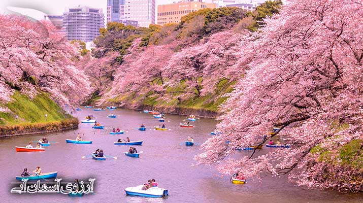 تصاویر بی نظیر فصل بهار ژاپن